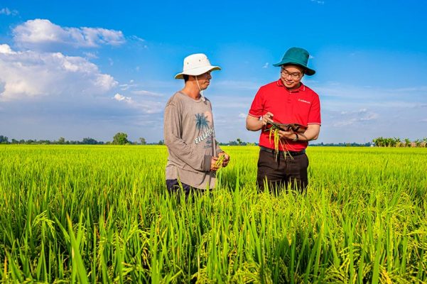 Agribank: Đối tác tín dụng chính cho sản xuất lúa gạo chất lượng cao