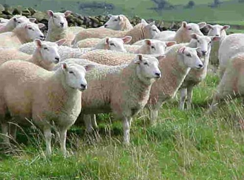 Kỹ thuật nuôi cừu