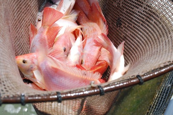 Chinh phục kỹ thuật nuôi cá diêu hồng trong lồng bè