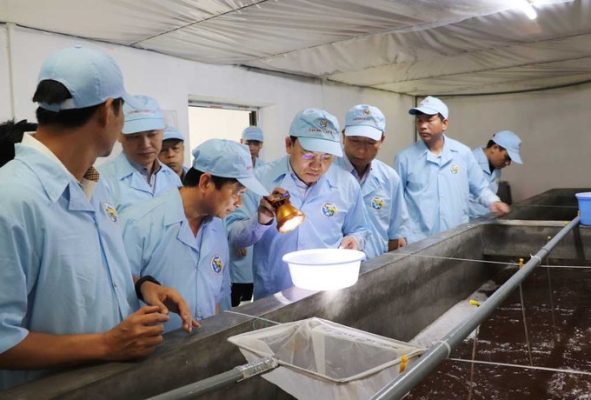 Bí thư Tỉnh ủy Quảng Ninh kiểm tra quy trình nuôi con giống tôm tại Công ty TNHH Việt Úc Quảng Ninh